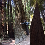 With the Magnificent Redwoods in Northern California! "California Adventure " Tour 2017